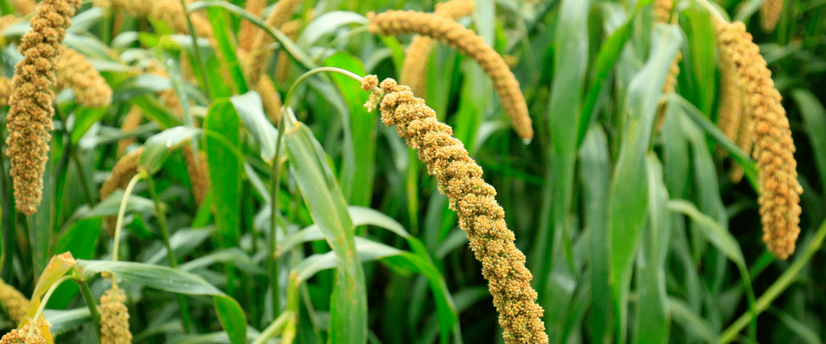 Foxtail