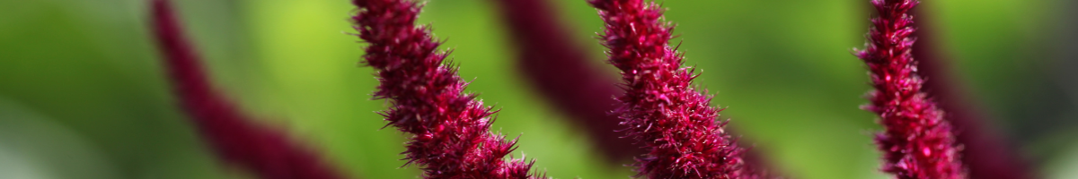 Red Amaranth