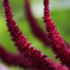 Amaranth - The Immortal Grain!