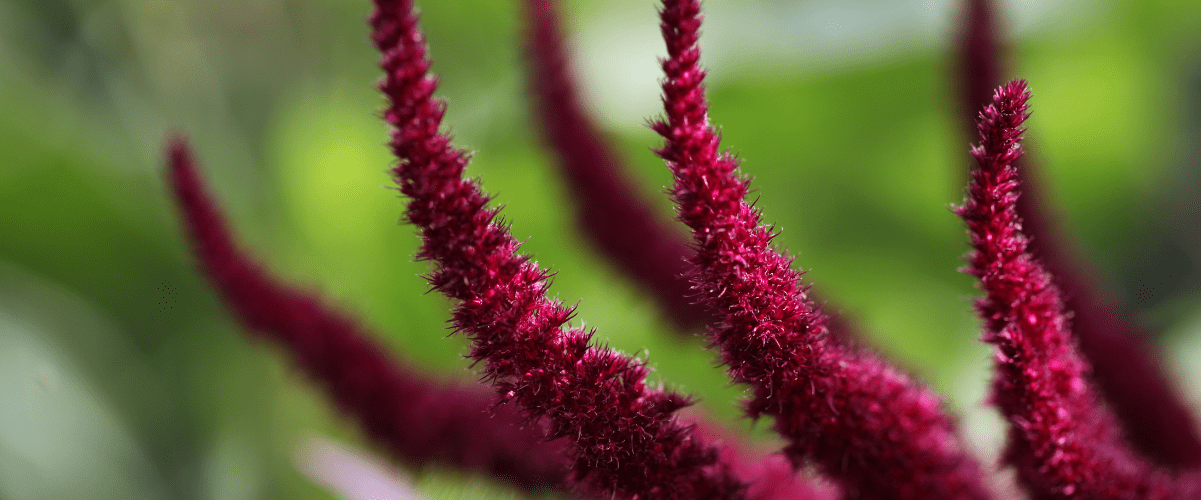 Red Amaranth