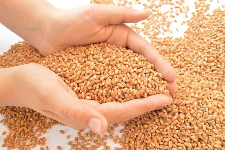 Home Sprouted Wheat Flour Benefits
